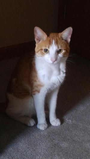 Taz